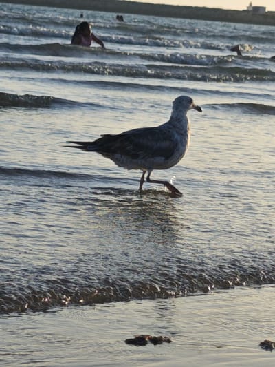 A seagull stands in the shallow water at the edge of a beach, its body angled towards the right. The bird is predominantly gray and white, with its head turned slightly to the left, looking out towards the sea. Its legs are visible, one stepping forward in the water, creating a small splash. In the background, several people are wading or swimming in the ocean. A young girl in a pink swimsuit is particularly visible, further out in the water. The sea is calm with gentle waves rolling in, reflecting the soft light of either early morning or late afternoon. The sky above is a pale, hazy color, suggesting either sunrise or sunset. The overall scene is tranquil and evokes a sense of a peaceful day at the beach. There is no visible text in the image. The location context of El Puerto de Santa María, Spain, implies a coastal environment.