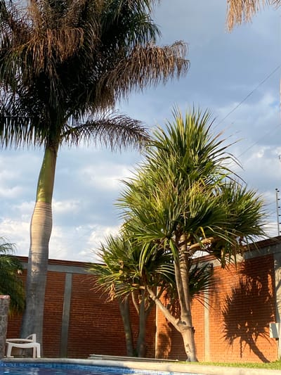 The image shows a scene in San Francisco Lachigoló, Mexico. The camera looks up at two palm trees, one with green fronds and the other with brown, dead fronds. Behind the green palm tree is a brown brick wall. A swimming pool is partially visible. The sky is blue with some clouds. There are electrical lines visible against the sky.