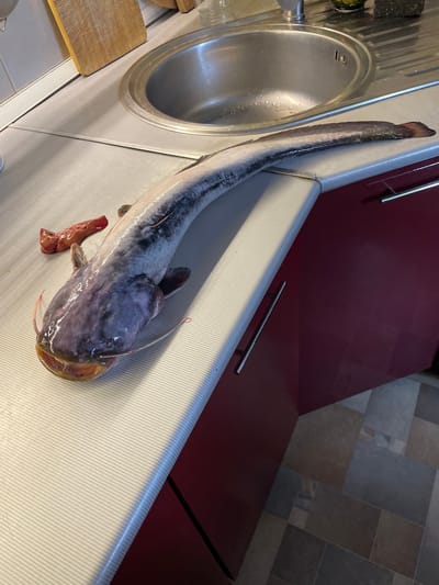 A dead catfish, approximately one meter in length, lies on a white textured countertop in a kitchen. The fish is positioned lengthwise, with its head facing the lower left of the image. Next to the fish's head, to its left, is a small piece of reddish organ tissue. The countertop is adjacent to dark red cabinet doors with silver handles. Behind the fish and to the left, a stainless steel sink is visible, along with a wooden cutting board. The floor in the foreground is tiled with large, rectangular grey and brown tiles. The overall scene appears to be a domestic kitchen setting.