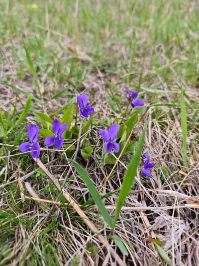 The image shows a patch of ground covered in green and brown grass, with several purple violet flowers scattered throughout. The ground appears to be slightly uneven, with some dead plant matter mixed in with the living grass. The flowers are small and delicate, with five petals each. The overall scene suggests a natural, outdoor environment, possibly in a field or meadow. It is not possible to determine the location within Etoka, Russia, from this image.