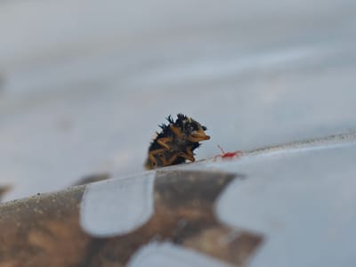 A close-up, macro photograph captures a ladybug larva with spiky, dark blue and orange markings, positioned on the edge of a pale, textured surface. To the right of the larva, a small, bright red mite is visible. The background is softly blurred, suggesting a shallow depth of field. The image is likely from Kokalyane, Bulgaria, as indicated by the location information. The scene appears to be an outdoor environment, possibly a garden or natural area, given the presence of the insects and the natural textures. There are no people or any other identifiable objects or actions in the image.