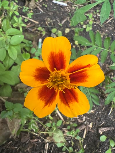 A close-up, overhead view shows a single marigold flower, its petals a vibrant gradient of yellow and red, set against a backdrop of dark soil and green foliage. The flower's center is a cluster of delicate, yellow stamens. Surrounding the bloom, small green leaves and bits of plant debris are scattered across the ground. The lighting suggests it is daytime, and the overall scene is natural and outdoors. No text is visible in the image. The context of Poletaevo, Russia, places this natural setting in a specific geographical location.