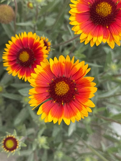This is a close-up, eye-level, vertical shot of several bright red and yellow Gaillardia flowers, commonly known as Blanket Flowers, in what appears to be a garden setting. The flowers are in focus, with their petals fanning out from a dark reddish-brown center that transitions to yellow. The background is a blur of green foliage, suggesting an outdoor environment. No people are present in the image. The scene is devoid of any recognizable landmarks or specific features that would indicate its location within the city of Nova Odesa, Ukraine. The image focuses solely on the botanical subjects and their immediate natural surroundings.