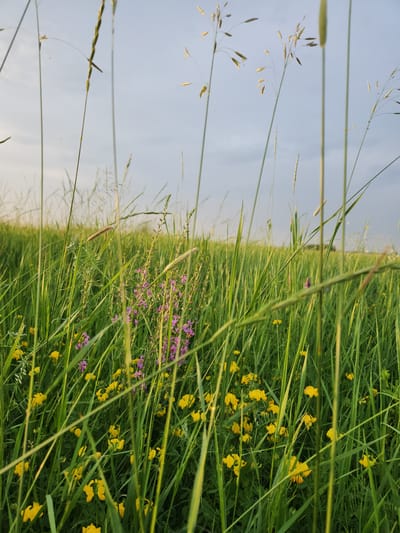 This is a vertically oriented, close-up, eye-level shot of a meadow in Atameken, Kazakhstan. The foreground is dominated by tall, green grass, with some blades extending horizontally across the frame. Among the grass, there are scattered yellow wildflowers and smaller clusters of purple wildflowers. The lighting suggests it is late afternoon or early evening, with the sun casting a warm glow on the scene. The sky, visible in the upper left portion of the image, is a pale, hazy blue, indicating a clear but possibly humid day. The overall impression is one of natural beauty and tranquility, with the focus on the detailed textures of the grass and the delicate wildflowers. There is no visible text.