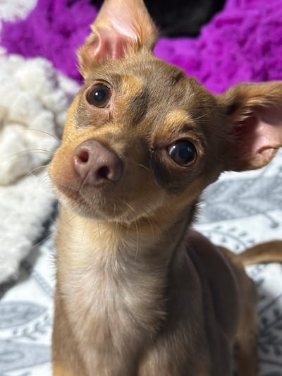 The image shows a close-up, portrait-style shot of a small, brown dog. The dog's head is tilted slightly, and its large, dark eyes are looking directly at the camera, conveying curiosity and perhaps a touch of alertness. The dog has prominent, erect ears and a small, pink nose. Its fur is short and appears to be a mix of brown and lighter tan colors.
The background is softly blurred, suggesting the focus is entirely on the dog. To the left of the dog, a patch of vibrant purple material is visible, possibly a blanket or toy, contrasting with the dog's warm tones. Behind and to the right of the dog, a white, patterned fabric can be seen, adding a subtle texture to the scene. The lighting suggests it might be daytime, with a soft illumination that highlights the dog's features. The overall mood is intimate and engaging, capturing a moment of connection with the animal. There is no visible text in the image.
