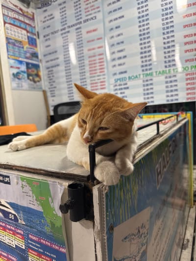 An orange and white tabby cat is observed resting on a light-colored counter surface within a boat ticket office or ferry terminal in Ban Ko Li Pe, Thailand. The cat is lying prone, facing right, with its head resting on its right front paw, which is hooked over a black metal bracket attached to the counter's edge. Its eyes are partially closed. In the background, multiple white boards display "BOAT TICKET AND TRANSFER SERVICE" and "SPEED BOAT TIME TABLE" with various departure times and destinations. The front of the counter is decorated with laminated posters depicting a map of Thailand with travel routes, including "PHUKET - PHI PHI - KOH JUM" and "TRANG - LIPE." The scene is illuminated by artificial light. No human subjects are present in the image.