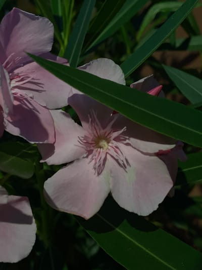 A close-up, slightly low-angle shot captures two light pink oleander flowers with visible stamens in the center. One flower is in the foreground, while another is partially visible to the left. Several long, slender green leaves of the oleander plant are interspersed throughout the frame, some partially obscuring the flowers. The background is dark and out of focus, with hints of brown and green, suggesting a natural outdoor setting in La Línea De La Concepción, Spain. A small pink bud is visible among the leaves on the right side of the frame.