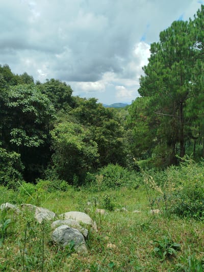 The image depicts a natural landscape scene, likely in a hilly or mountainous region. The foreground features rough terrain with scattered rocks and tall, green grass. In the midground, a dense forest dominates the left side of the frame, with various shades of green foliage and thick tree canopies. To the right, a tall pine tree stands prominently, its branches reaching upwards. Beyond the immediate forest, a gentle expanse of rolling hills can be seen in the distance, shrouded in a light haze under a cloudy sky. The sky itself is filled with a mix of grey and white clouds, suggesting overcast or potentially approaching rain conditions. The overall impression is one of a wild, untamed natural environment. Without specific landmarks or contextual cues within the image, pinpointing the exact location to Cam Ly in Da Lat, Vietnam is not possible based solely on visual evidence.