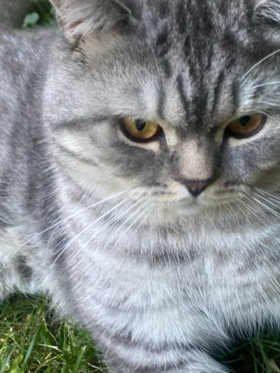 A close-up, eye-level shot shows the face of a grey tabby cat lying in green grass. The cat's fur is short and has distinct dark grey stripes on a lighter grey background. Its large, amber-colored eyes are looking directly at the camera, with dark pupils. The cat's nose is small and dark. The grass is a vibrant green and appears to be outdoors, suggesting a natural environment. The image does not provide specific details about the city of Uhornyky, Ukraine, other than its presence in the metadata.