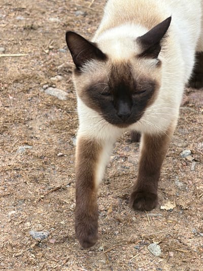 A close-up, eye-level shot shows a Siamese cat walking on dry, sandy ground with small pebbles and debris. The cat is light-colored with darker brown markings on its face, ears, and paws. Its eyes are partially closed. The background is out of focus, showing more of the same ground. The environment appears to be outdoors, possibly a dirt path or yard.