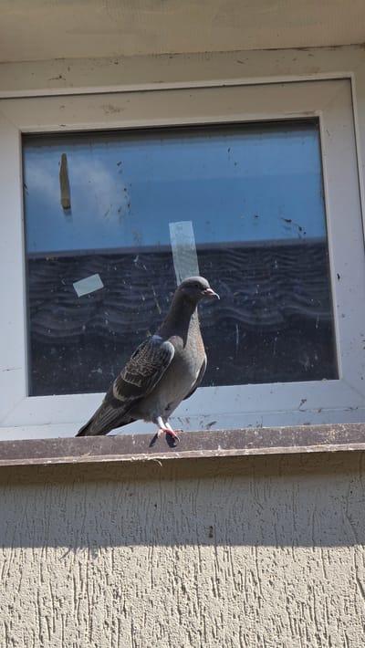 A single pigeon stands on the exterior windowsill of a building, its body facing right, with its head turned slightly towards the viewer. The pigeon is primarily gray with some darker markings on its wings and a lighter gray underside. Its beak is pinkish, and its eyes are dark. The pigeon is positioned in front of a window with a blue tint and appears dirty with smudges and tape remnants on the glass. The windowsill itself is a dark brown color and shows some signs of wear. Below the windowsill is a textured, cream-colored exterior wall, with a distinct shadow cast across it from an unseen object to the left. The overall environment suggests an outdoor urban or suburban setting. The scene is devoid of any human presence or interaction.