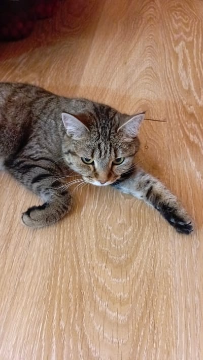 An image shows a tabby cat lying on a wooden floor. The cat is facing downwards towards the right side of the frame, with its front right paw extended forward. The cat has green eyes, a grey and black striped coat, and white whiskers. The floor is made of light-colored wood with a visible grain pattern. The background is dark and out of focus, with some red elements suggesting a piece of furniture or fabric. The scene appears to be indoors, possibly in a residential setting. The image does not contain any information about the city of Tsibanobalka, Russia.