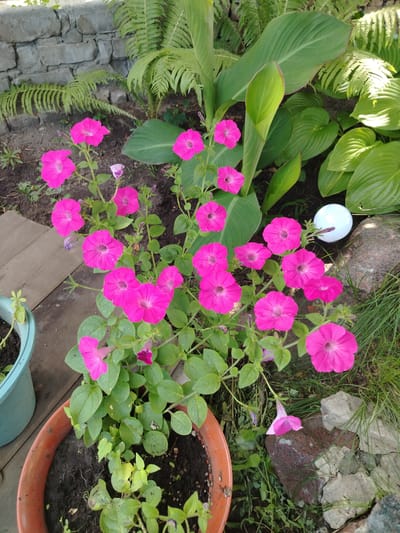 The image depicts a garden scene with several bright pink petunias in bloom, surrounded by lush green foliage. In the background, a stone wall and ferns are visible. To the right, a white sphere, possibly a garden decoration, rests near a large rock. The flowers are the main focus, with their vibrant color contrasting against the verdant backdrop. The overall impression is one of a well-maintained outdoor space, likely a residential garden in Uryupinsk, Russia.