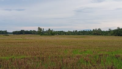 A wide, panoramic view captures a harvested rice field in Kilometer Delapan, Indonesia. The field is predominantly covered in dry, golden-brown stubble, with patches of vibrant green grass interspersed. In the middle ground, a dense line of trees forms a verdant backdrop, with tall palm trees interspersed amongst the foliage. A small, simple wooden structure, possibly a hut or shed, is visible nestled within the trees. Beyond the trees, faint mountains can be seen on the horizon under a pale, overcast sky. The overall impression is one of rural tranquility and agricultural bounty.
