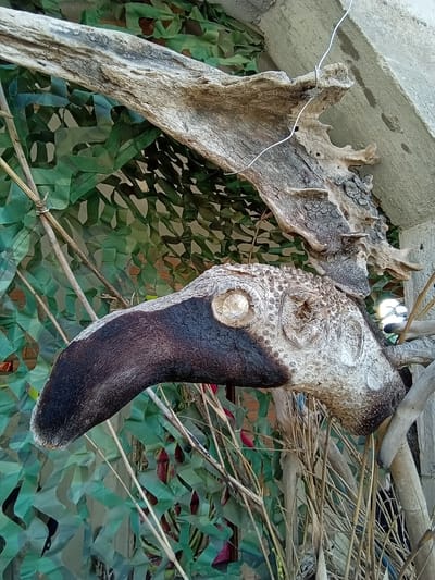 The image presents a close-up view of a unique wooden sculpture resembling a large bird's head, situated in an outdoor environment in Ko Siboya, Thailand. The central object features a prominent dark brown, smooth beak extending leftwards, transitioning into a lighter, textured head portion. The head is characterized by numerous small, raised nodules and a circular, recessed area suggestive of an eye, which contains a reflective element.
This sculpted piece is organically connected to a larger, irregularly shaped section of weathered, light greyish-brown wood, heavily textured with cracks and crevices, which extends towards the upper right. A thin, silver-colored wire is looped around a protuberance on this upper wooden section, running diagonally upwards and to the left, indicating a potential attachment or support mechanism. This entire wooden assembly is positioned against a textured, light grey concrete surface visible in the upper right.
The background is dominated by a green camouflage net, creating a patterned, semi-transparent screen. Through the mesh, hints of a reddish-brown structure and deeper green tones are discernible. Below and surrounding the wooden bird's head are numerous thin, dry, yellowish-brown stalks, resembling dried grass or small branches. A lighter-toned, vertical cylindrical object, possibly bamboo, is visible towards the far right. A circular light reflection is present in the background, to the right of the wooden head. No individuals are depicted in the scene.