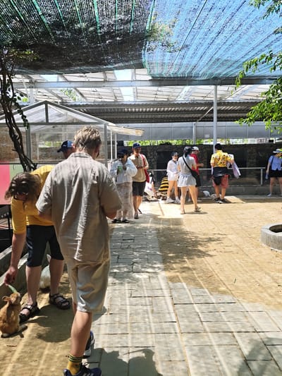This is a photograph taken outdoors at what appears to be a petting zoo or animal enclosure in Phước Hải, Vietnam. The scene is characterized by a sandy ground surface interspersed with paved pathways made of rectangular gray tiles. Overhead, a mesh canopy, partially green and partially blue, provides shade, supported by metal structures and poles.
In the foreground, a young person with blonde hair, wearing a light-colored linen shirt and beige shorts, is walking away from the camera. To their left, another person in a yellow t-shirt and dark shorts is bending down to interact with a small, brown rabbit. A white rabbit is visible behind them.
Further into the enclosure, a group of people are observed. One woman, wearing a white top and patterned skirt, holds a drink. Another person in a bright yellow shirt with a tropical print, red shorts, and a blue bag over their shoulder, is standing near some white rabbits. Several other individuals are standing and observing the animals. The background features stone walls and possibly further enclosures or structures. Sunlight casts distinct shadows from the mesh canopy and foliage onto the ground, indicating a bright, sunny day.