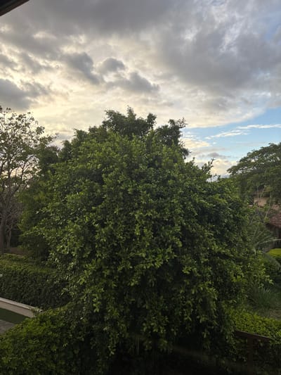 The image shows a lush green tree in the foreground, partially obscuring a view of a residential area in Río Oro, Costa Rica, located at latitude 9.945 and longitude -84.201. The sky is partly cloudy, with some patches of blue visible. There are other trees in the background, some of which have brown branches, suggesting the trees may be deciduous. The scene is calm and peaceful, and there is no evidence of human activity, except for the man-made structures in the background.
