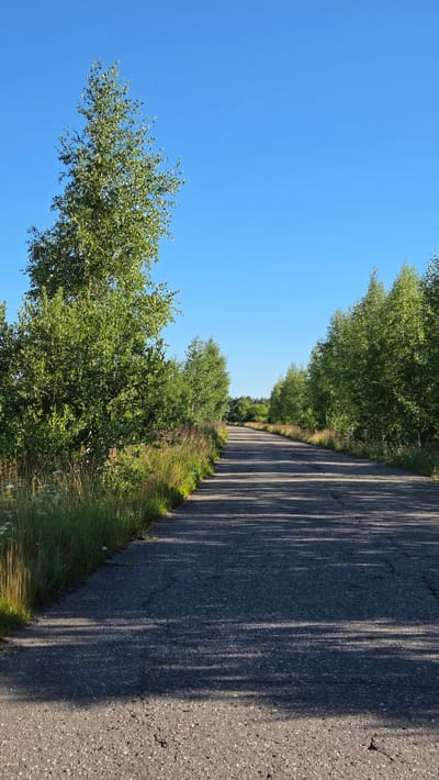 An eye-level shot captures an empty, narrow asphalt road stretching into the distance under a clear blue sky. The road is flanked on both sides by lush green trees and tall grass, casting dappled shadows across the pavement. The trees are densely packed, creating a tunnel-like effect as the road recedes. The sun appears to be high in the sky, suggesting it is midday. The scene is devoid of any people or vehicles, creating a sense of solitude and natural beauty. The location is the city of Zarubino, Russia.