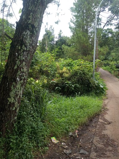 The image displays an unpaved pathway bordered by dense green vegetation under an overcast sky, located in Hasanparthy mandal, India. In the left foreground, a prominent tree trunk, heavily textured with patches of light green lichen, rises vertically and extends beyond the top frame. Adjacent to the pathway on the left, a verdant strip of ground cover, consisting of tall grass and various smaller plants, is visible. The pathway, occupying the right side of the image, is a light brown, unpaved dirt surface that curves gently to the right as it recedes into the distance. Near the pathway's edge in the foreground, ground litter, including a yellow and green wrapper and fragmented debris, is scattered on the dark soil. In the midground, behind the ground cover and to the right of the large tree trunk, a thick expanse of diverse green bushes and smaller trees forms a dense natural barrier. A slender, light-colored pole, consistent with a street lamp, stands vertically near the right edge of the pathway, positioned approximately midway into the scene. The background is composed of a dense canopy of tall, green trees, some exhibiting characteristics of coniferous species. No individuals or specific actions are discernible within the frame.