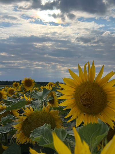 The image depicts a field of sunflowers under a cloudy sky. The sky has patches of sunlight breaking through, creating a rainbow effect in one area. The sunflowers are the primary subject, with some in sharp focus in the foreground and others blurred in the background. Their large yellow petals and dark centers are prominent. The leaves of the sunflowers are a deep green. In the far distance, a line of trees can be seen against the horizon. The scene appears to be in an outdoor, rural setting, possibly in a Ukrainian countryside, given the context of Hrabovets, Ukraine.