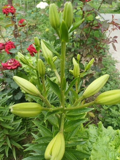 The image depicts a close-up view of a cluster of green lily buds in a garden setting. The lily stem is visible with several closed buds, and long, pointed leaves surrounding the stem. Red roses are visible in the background. Additional green foliage, possibly lettuce, and other unidentified plants also contribute to the background. The image contains no visible people. The location in Kyzyl-Kyya, Kyrgyzstan is not discernible from the visual information provided.