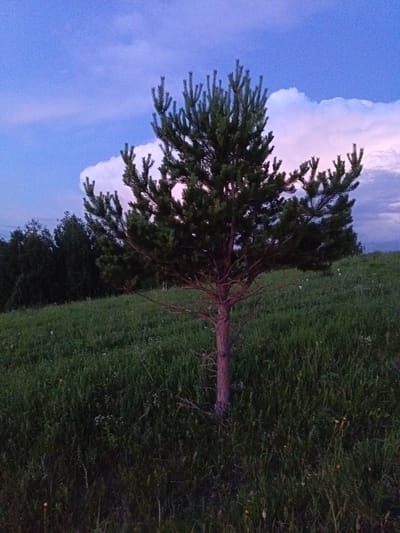 The image depicts a solitary pine tree standing in a grassy field under a twilight sky. The sky features a gradient of deep blue to a lighter purple, with large, fluffy white clouds tinged with pink and orange on the right side. To the left of the pine tree, a dark forest line is visible in the distance. The foreground is dominated by lush green grass, with some sparse wildflowers and dry stalks. The pine tree, centrally located and slightly to the left, has a reddish-brown trunk and dark green needles. The overall scene suggests an outdoor, rural setting during the evening. The specific location in Sadovyi, Russia, is not visually identifiable from the image content alone; this information is provided as context. There are no people or animals visible in the frame.