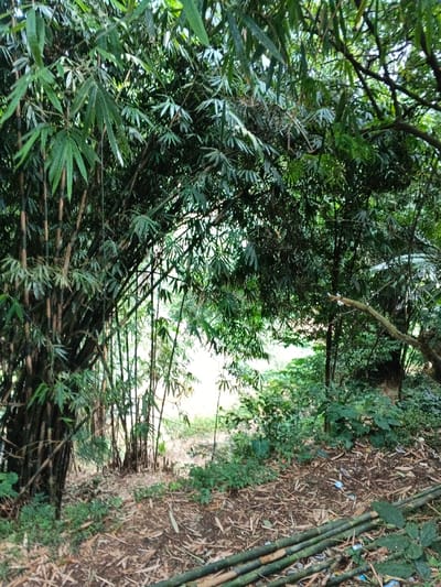The image depicts a dense bamboo growth within Uato Carabar, Timor-Leste. Numerous bamboo culms of varying thickness extend from the left foreground to the background, supporting a dense canopy of green foliage overhead. The ground surface is covered with a layer of dry bamboo leaves and visible soil. In the lower right foreground, multiple cut, greenish-brown bamboo culms are arranged horizontally. Scattered light blue plastic fragments are intermingled with the leaf litter in the mid-right. An area of diffused bright light is discernible in the distant background, indicating an opening or less dense vegetation. No human subjects are present.