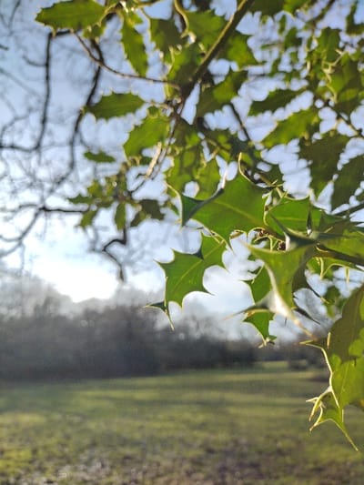 The image depicts a close-up, low-angle view of natural foliage in the New Forest, United Kingdom.
In the foreground, sharply focused, dark green holly leaves (*Ilex aquifolium*) dominate the upper and right portions of the frame. These leaves exhibit characteristic spiny, serrated edges and are attached to thin, dark branches. A strong, diffuse light source, likely the sun, backlights the foliage, creating luminous halos around the leaf margins and highlighting their venation.
The midground features a blurred expanse of green-brown grassland or pasture. In the distant background, a dense line of deciduous trees or shrubbery, largely bare of leaves, forms a indistinct horizon. A bright light source is situated in the upper left background, contributing to atmospheric haze and soft illumination across the landscape under a pale blue sky.
No individuals, animals, or specific activities are present or discernible within the scene. The environment appears natural and tranquil.