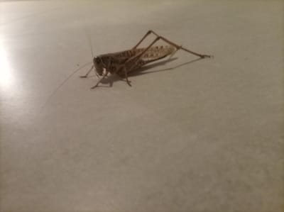 An adult grasshopper rests on a flat, light-colored surface, likely indoors on a tabletop or floor. The grasshopper is facing left, with its long antennae extended forward. Its body is mottled brown and tan, and its hind legs are bent, suggesting it is prepared to jump. The background is out of focus, but appears to be a neutral, unadorned surface with a subtle sheen, possibly indicating a laminate or polished material. No people or other objects are visible in the frame. The image does not provide information about the specific location within the city of Naxos, Greece.