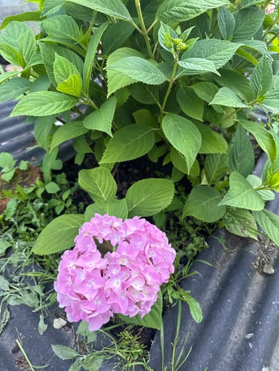 The image shows a cluster of pink hydrangeas in full bloom. The hydrangeas are situated in a garden bed, with lush green foliage surrounding them. In the foreground, the pink flowers are the main focus, their petals appearing soft and delicate. The background consists of dense green leaves and stems of the hydrangea plant. The ground around the plant appears to be covered in dark soil and some dry grass. A corrugated black material is visible along the edge of the garden bed, possibly a barrier or edging. The image was taken in the city of Bolshiye Ozeryki, Russia, likely outdoors in a residential or public garden setting during the daytime. There are no people or animals visible in the image.