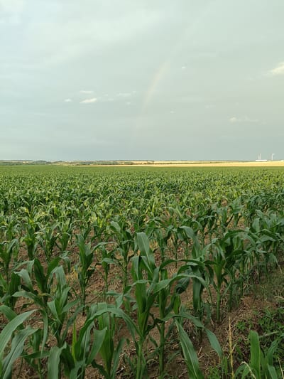 An expansive, verdant field of young corn plants stretches towards the horizon under a cloudy, pale sky. A faint rainbow arcs across the upper left portion of the sky, hinting at recent or impending precipitation. The corn stalks are a vibrant green, with broad leaves that reach upwards. The soil between the plants appears dry and sandy, with some sparse, dry vegetation visible at the edges of the rows. In the far distance, the land is flatter, with a line of trees breaking the uniformity of the landscape. To the right of the distant treeline, industrial structures with white chimneys are visible against the horizon. The scene evokes a rural, agricultural setting, possibly on the outskirts of Gartz (Oder), Germany, given the presence of both agricultural fields and industrial elements. No people or animals are present in the image.
