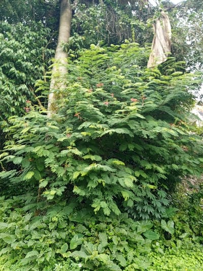 A lush green thicket dominates the scene, featuring a variety of leafy plants, including a Mimosa tree with feathery leaves and clusters of red flowers. Two tall, smooth-barked trees rise behind the thicket, one partially obscured by dense foliage and the other appearing as a light gray vertical column. The foreground is covered with a dense carpet of ground cover, creating a vibrant, verdant environment.