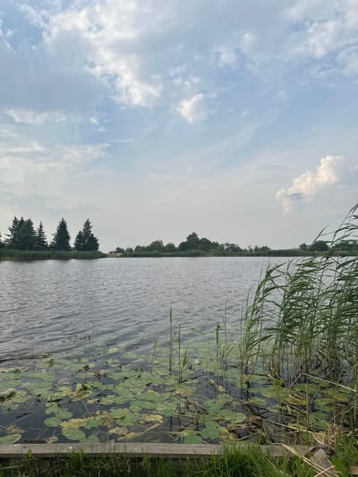 The image depicts a serene lake scene in Būdviečiai, Lithuania, under a partially cloudy sky. The foreground features a wooden border with green grass, leading to the water's edge where lily pads float on the surface. Tall reeds and grasses sway gently on the right side of the frame, partially obscuring the view of the lake. The middle ground reveals a calm body of water, reflecting the overcast sky. On the far bank of the lake, a line of trees, including several coniferous trees, forms a natural barrier. Beyond the trees, the landscape appears to be a mixture of vegetation and possibly some structures, though they are indistinct. The overall impression is one of natural tranquility.