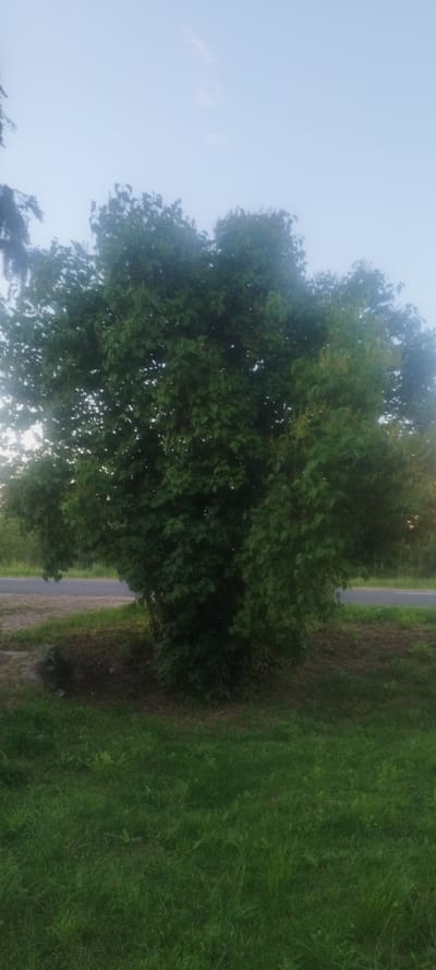 A medium shot captures a broad, dense, deciduous tree with vibrant green leaves from its base up to its canopy. The tree stands in the foreground, dominating the center of the frame. Behind the tree, a paved road runs horizontally across the image, bordered by a strip of brown soil and sparse vegetation. The background consists of a pale blue sky with a few faint clouds. The scene appears to be an outdoor setting, possibly a roadside park or verge within the Сінькоўскі сельскі Савет, Belarus, during daylight hours with overcast or twilight conditions. No people or animals are visible.