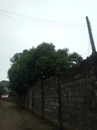 The image depicts a view of a street in Ubomiri, Nigeria. On the right side of the frame, a weathered, grey brick wall runs diagonally into the distance. A dark, rough-hewn wooden pole, likely a utility pole, stands to the right of the wall. Above the wall and pole, four thin, dark utility wires stretch across the pale, overcast sky. In the mid-ground, a dense, leafy green tree with dark foliage is visible behind the wall, obscuring much of the background. To the left of the tree, part of a building with a dark, sloped roof and white walls is visible. Further to the left, a dirt road or path extends into the scene, with a single person in the distance walking away from the camera. The ground appears to be damp in places, with puddles visible on the path. The overall scene suggests an outdoor, possibly residential or semi-rural, area in Ubomiri.