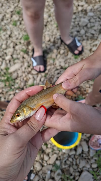 A close-up shot shows a small, golden-brown fish held by two sets of hands. The fish, which is approximately four inches long, is positioned horizontally in the frame, with its head facing left. Its scales are clearly visible, and it has small, dark eyes. One set of hands, with manicured nails painted light pink with red tips, holds the fish from below and towards the head. The other set of hands, belonging to a child, gently supports the fish from above and towards the tail. In the background, out of focus, are the legs of two individuals wearing sandals, standing on a rocky surface with patches of green grass. A blue and yellow bucket is partially visible in the lower right corner of the frame, also out of focus. The overall setting appears to be outdoors, possibly near a body of water.