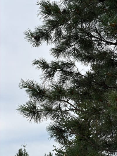 This is a close-up, low-angle shot of pine tree branches and needles against an overcast sky. The pine needles are dark green and appear to be wet, possibly from rain or dew. Several pine cones are visible nestled amongst the needles. The background is a uniform light grey sky with no discernible features. In the lower portion of the image, the tops of other pine trees are visible, suggesting a wooded area. The image does not contain any people or specific identifiable landmarks that would indicate a precise location within the city of Озерное (майминский), Russia.