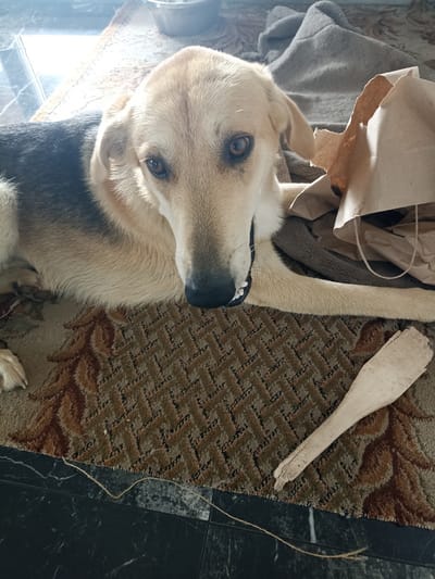 A medium-sized dog with tan and black fur lies on a patterned rug. The dog is looking directly at the camera with its mouth slightly open, revealing its teeth. A crumpled brown paper bag is partially visible behind the dog, along with a gray blanket. A piece of light-colored wood is lying on the rug in the foreground. The scene appears to be indoors, possibly in a home, given the presence of a rug and blanket. The location is specified as Krubitski Sel'ski Sovet, Belarus, though there are no visual cues in the image to confirm this specific location within the city or region. The lighting suggests an interior space with natural light coming from a window or open door.