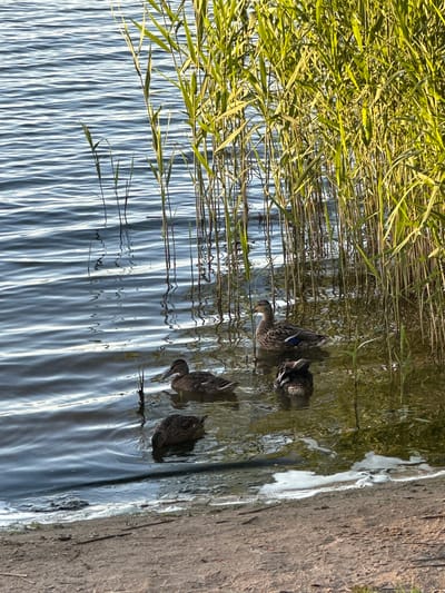 The image depicts a serene natural scene at the edge of a body of water, likely a lake or pond, bordered by dense reeds. Four ducks are visible in the water. One duck is swimming towards the left, while another is partially submerged with its head down, feeding. A third duck is positioned slightly further back, also swimming. The fourth duck is preening. The water exhibits gentle ripples, reflecting the tall, green reeds that dominate the right side of the frame. The shore in the foreground consists of sandy soil with scattered twigs. The lighting suggests it is either early morning or late afternoon, casting a warm glow. This scene is likely located in the city of Solnechnogorsk, Russia, known for its picturesque lakes.
