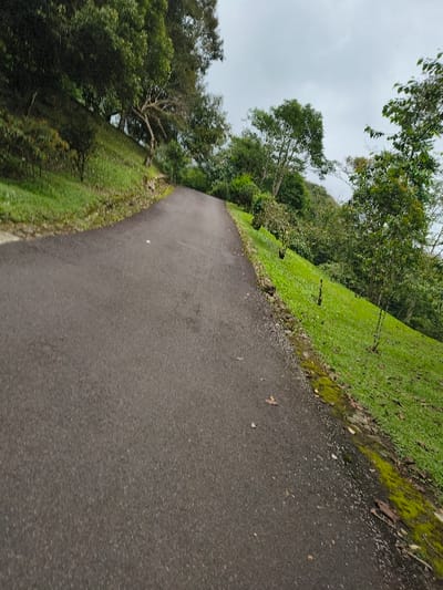 The image displays a tranquil outdoor scene featuring a winding asphalt road or path, bordered by abundant green vegetation, under an overcast sky. The dark grey paved surface starts in the foreground and gently curves towards the left as it extends into the midground and distance. Small, light-colored specks, likely fallen leaves or debris, are scattered across the road.
On both sides of the path, vibrant green grass slopes upwards, creating natural banks. Along the edges where the grass meets the asphalt, patches of darker green moss or earth are visible. Beyond these grassy verges, dense foliage and numerous trees rise, forming a rich, natural canopy that frames the scene. The trees exhibit various shades of green, suggesting a healthy and diverse ecosystem. Some larger trees on the left side have visible branches stretching into the frame.
The sky is a uniform light grey, indicating an overcast day with diffused and soft lighting, absent of harsh shadows. There is no specific human activity or event taking place, contributing to the serene and peaceful atmosphere of the environment. The lush greenery and winding path suggest a natural park, a quiet garden, or a rural road. No text is visible within the image. Given the context of Sindangjaya, Indonesia, the scene likely depicts a characteristic natural landscape of the region.