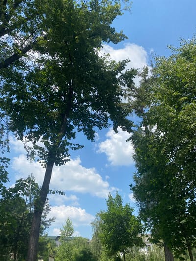 The media file is a low-angle shot looking up at a canopy of green trees against a bright blue sky with scattered white clouds. The trees are lush and full of leaves, with their branches extending upwards and outwards, creating a natural frame for the sky. Sunlight filters through the leaves, creating dappled patterns of light and shadow.
In the background, glimpses of a building and more greenery can be seen, suggesting a suburban or rural setting. The scene appears peaceful and serene, evoking a sense of tranquility and connection with nature. The time of day is likely midday, given the bright sunlight and clear sky. The weather is fair and pleasant. No people or specific objects are prominently featured, with the focus being on the natural beauty of the trees and sky. There is no visible text in the media file. The location context provided is Zastavna, Ukraine.
