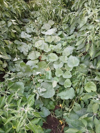 This is a top-down, medium shot of a dense ground cover of green plants, likely in a garden. The plants are diverse, with some featuring large, rounded, heart-shaped leaves covered in water droplets, suggesting recent rain or watering. Other plants have narrower, elongated leaves. Several small, yellow flowers are visible among the foliage, indicating it is likely springtime or summer. The soil is visible in patches, appearing dark and moist. The overall impression is one of lush, natural growth. No people, text, or specific structures are visible, giving a sense of a natural outdoor setting. The lighting suggests it is daytime, possibly overcast given the even illumination and the water droplets. The location context of Gulistan, Uzbekistan, points to a warm, agricultural region.