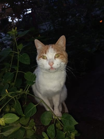 The image depicts a domestic cat situated centrally within a vegetated area in Akhaltskaro, Georgia. The cat's fur is predominantly white, with distinct orange patches covering its ears, forehead, and cheeks. Its eyes are luminous green-yellow, consistent with tapetum lucidum reflection from flash illumination. Prominent white whiskers extend from its muzzle, which features a pink nose. The cat is seated upright, facing directly forward towards the camera. To the left and in the foreground, green foliage with multiple leaves and clusters of small, light green, pendulous plant structures are visible. The background is largely dark and indistinct, composed of obscured vegetation. A faint, blurred orange light source is identifiable in the upper right background. The scene is illuminated by artificial flash against low-light ambient conditions.