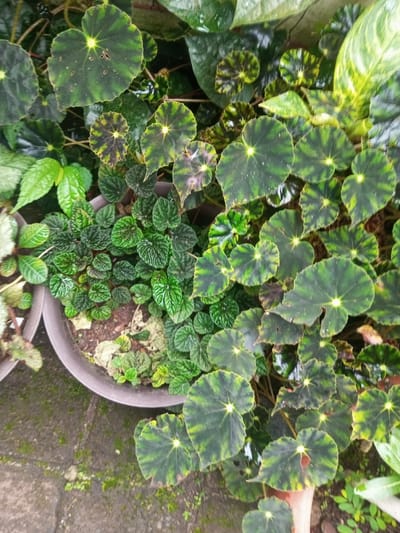 This image captures a close-up, top-down view of several potted plants, likely in an outdoor or semi-outdoor setting in Veren, Bulgaria. The scene is dominated by lush green foliage with varied textures and patterns.
The most prominent plants are various types of Begonias. Many leaves are roundish to heart-shaped, featuring striking patterns of dark green with lighter green or yellowish-green venation radiating from the center, creating a starburst or "iron cross" effect. Some leaves show slight damage or discoloration, but overall appear healthy.
In the center, within a brown plastic pot, is a dense cluster of smaller plants with highly textured, crinkled, dark green leaves, possibly a species of Peperomia such as 'Ripple Peperomia'. This plant fills a significant portion of the pot, with some smaller, lighter green plantlets growing at its base.
Other plants are visible at the edges and in the background, including lighter green leaves and some mottled foliage, contributing to the overall rich greenery of the scene. The plants are potted in simple, dark brown plastic containers, one of which is clearly visible in the lower-middle left, filled with soil and the small-leaved plant.
The ground surface visible in the lower left of the image is a paved or concrete area with patches of green moss growing on it, indicating a damp or shaded environment. The lighting appears to be natural and diffused, suggesting an overcast day or a shaded location, enhancing the vibrant greens of the foliage. There are no people or discernible activities, and no visible text in the image.