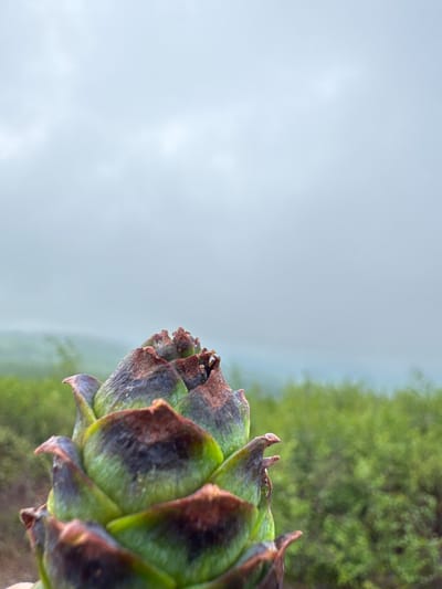 A close-up, low-angle shot captures the textured surface of a pine cone in the foreground, its green scales tinged with brown. The pine cone is the main subject, positioned in the bottom left of the frame. Behind it, a soft-focus background reveals lush green foliage, suggesting an outdoor natural environment. The sky above is overcast and a muted gray, contributing to a diffused, atmospheric light. The overall impression is one of a natural, possibly wild, setting. The location provided, Anosovskii, Russia, is noted.