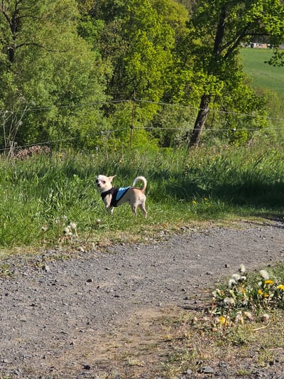 This image captures an outdoor scene on a bright, sunny day in Görgeshausen, Germany. The main subject is a small, light-colored dog, possibly a chihuahua or similar breed, wearing a black and blue harness or vest. The dog is standing on a lush green grassy verge, looking directly at the camera with an alert expression.

To the right of the dog and the grassy verge, a gravel path extends towards the background. The verge itself is rich with green grass and various weeds, including several yellow dandelions and many dandelions that have gone to seed, appearing as white puffballs. To the left of the grassy strip, a dense forest or wooded area with vibrant green foliage fills a significant portion of the background, suggesting healthy growth typical of spring or early summer. In the upper left background, beyond the trees, a flat green field is visible, with faint hints of distant structures or vehicles.

The strong, clear lighting indicates that it is daytime, likely midday or afternoon, under a clear sky. There is no visible text in the image.