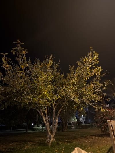 This is a nighttime photograph of a tree in what appears to be a park or garden area. The tree is medium-sized with a multi-trunked base and branches extending upwards, covered in green and yellowing leaves. Some small, dark berries or buds are visible on the branches. The background is dark, indicating a night setting, with some faint artificial lights visible in the distance, suggesting the presence of buildings or streetlights. The ground beneath the tree is covered in grass and fallen leaves. There is a hint of a wooden structure on the right side of the frame. The overall ambiance is peaceful and natural, despite the artificial lighting in the distance. It is not possible to determine the specific location in Eivissa, Spain from the image alone.