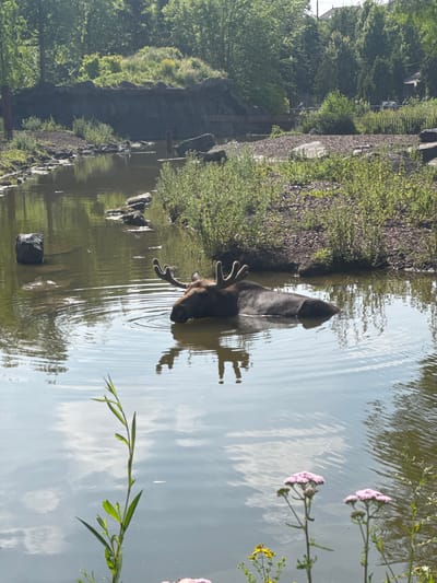 In Cambron-Casteau, Belgium, a moose is submerged in a body of water, with only its head and antlers visible above the surface. The moose is positioned in the center of the frame, facing towards the left. Ripples emanate from its head, disturbing the otherwise calm water. The surrounding environment consists of a rocky embankment with lush green vegetation and trees in the background, suggesting a naturalistic enclosure, possibly at a zoo or wildlife park. The water reflects the sky and the surrounding greenery. In the foreground, aquatic plants and wildflowers add touches of color to the scene. The lighting indicates it is daytime, with sunlight casting reflections on the water.