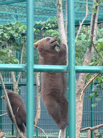 The image shows two brown bears, possibly cubs, in an enclosure. One bear is hanging upside down from a branch, appearing to play or relax. The other bear is resting on a branch below. The enclosure has green metal bars and a wire mesh fence in the background, with trees and foliage visible beyond. The overall scene suggests a zoo or wildlife sanctuary. The lighting appears to be natural daylight, indicating it could be daytime. There is no visible text in the image. The setting is likely outdoors in a naturalistic enclosure designed to mimic a forest environment. The bears appear to be comfortable and engaged in natural behaviors.