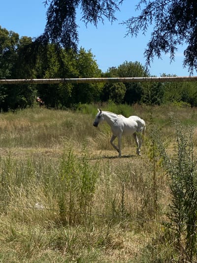 A white horse walks left to right across an overgrown field under a clear blue sky in Campana, Argentina. The horse, a slender individual with visible rib definition on its flank, is centered in the midground, captured mid-stride with its left front leg raised. The immediate foreground consists of tall, dry, yellowish-green grasses and weeds, with a thin wire or string stretched horizontally near the bottom of the frame. Above the horse, a thick, rusted-looking horizontal metal bar spans the scene. The background is composed of a dense line of green trees and foliage, with an indistinct dark object partially obscured within the foliage to the left of the horse. The upper portion of the image is framed by out-of-focus dark tree branches. The scene is illuminated by bright daylight.